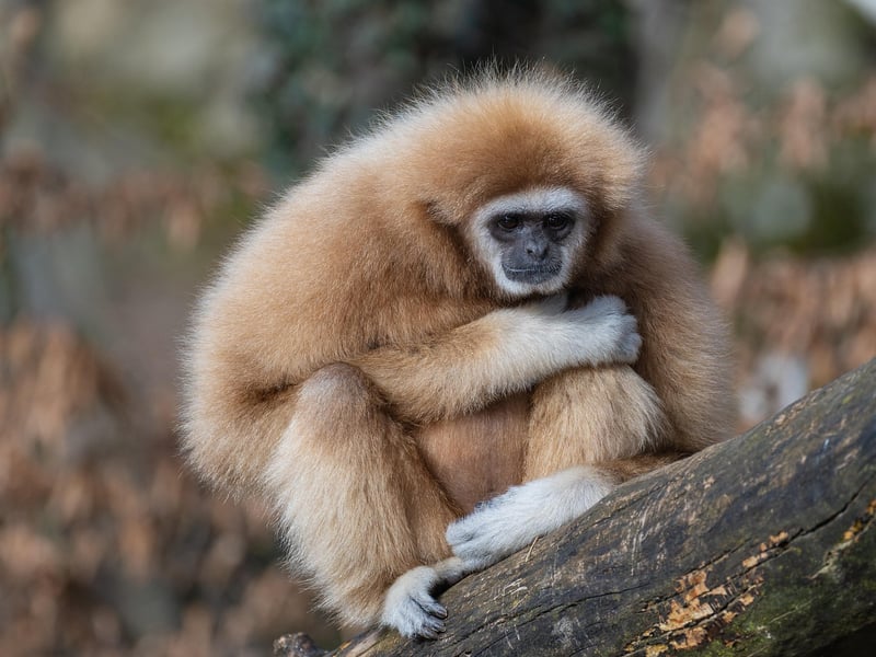 Zoo Visits